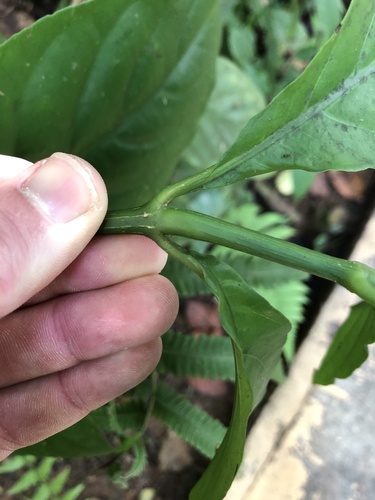 Foto de Odontonema