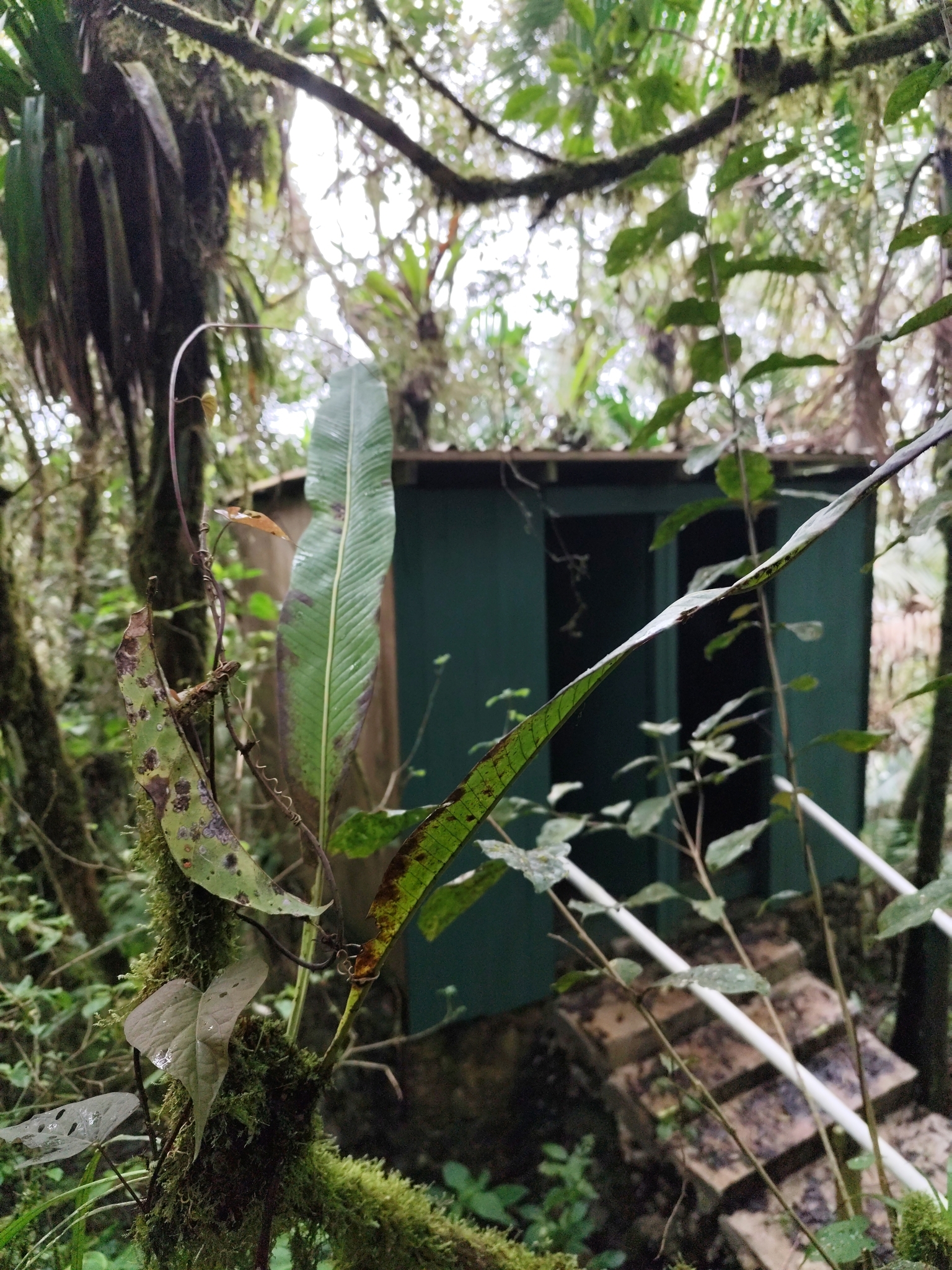 Imagem de Samambaia-açu