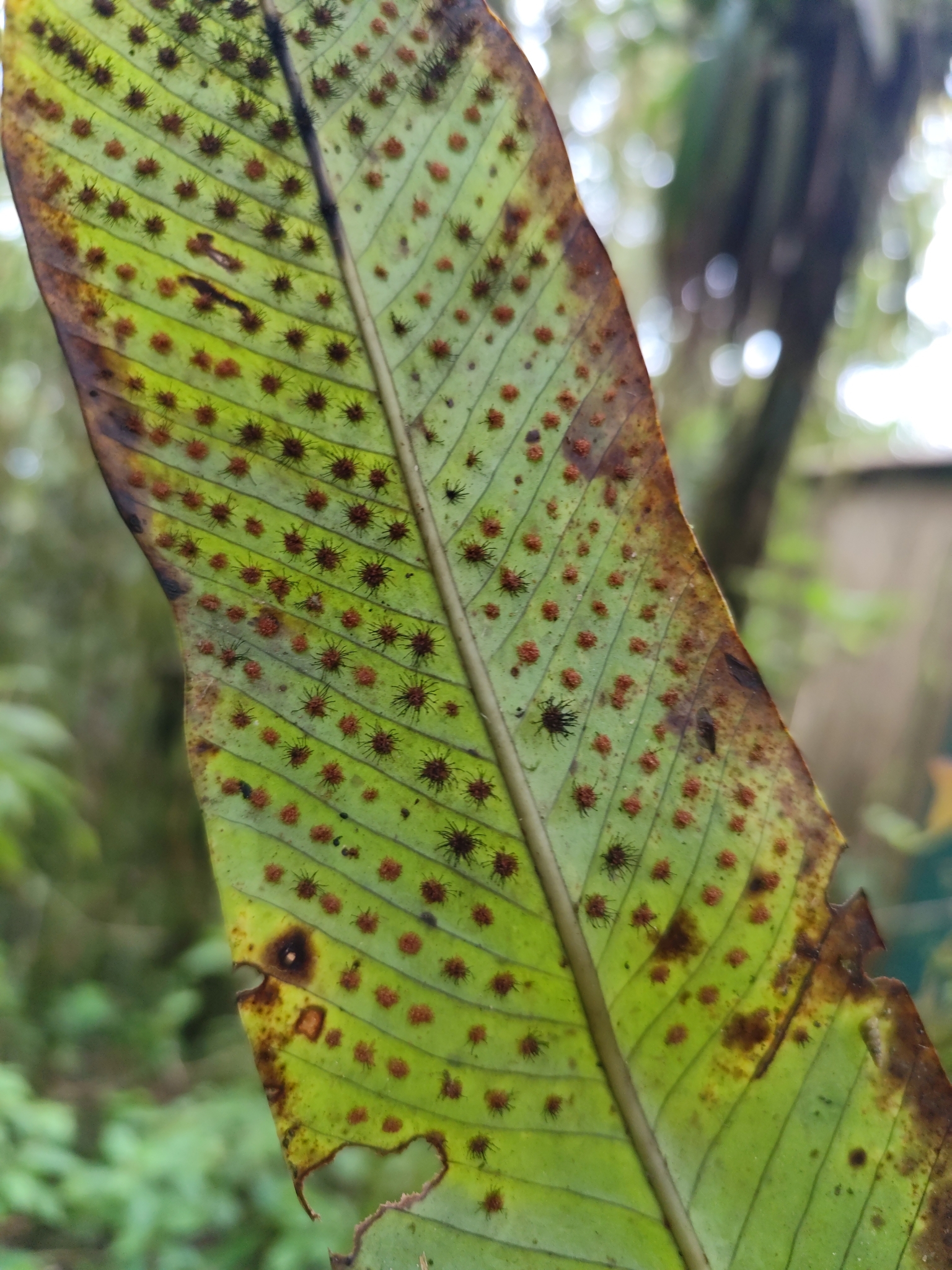 Imagem de Samambaia-açu
