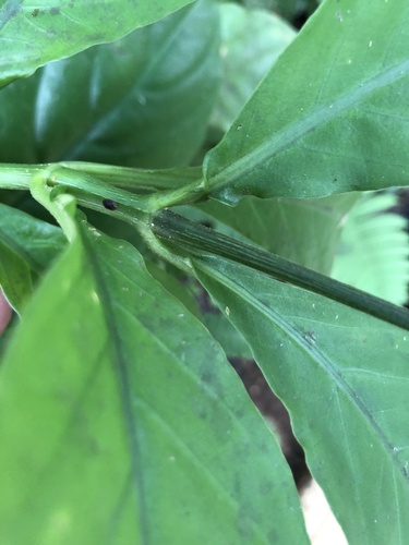 Foto de Odontonema