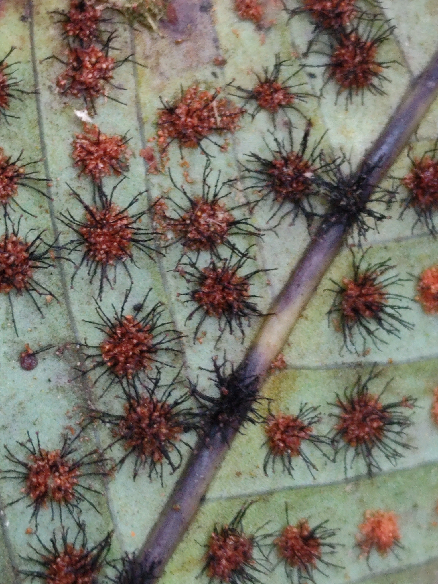 Imagem de Samambaia-açu