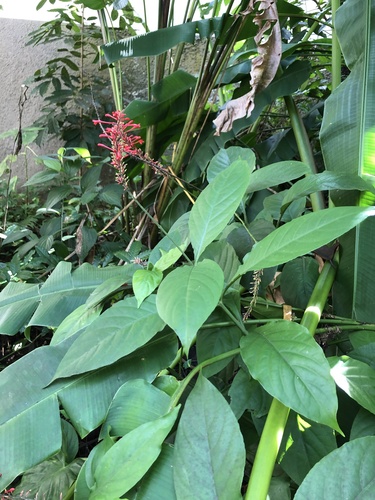 Foto de Odontonema