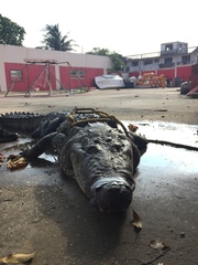 Crocodylus moreletii