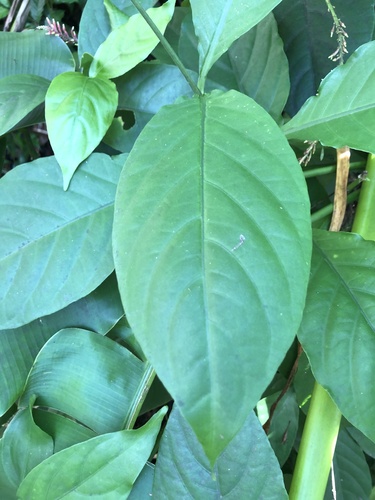 Foto de Odontonema