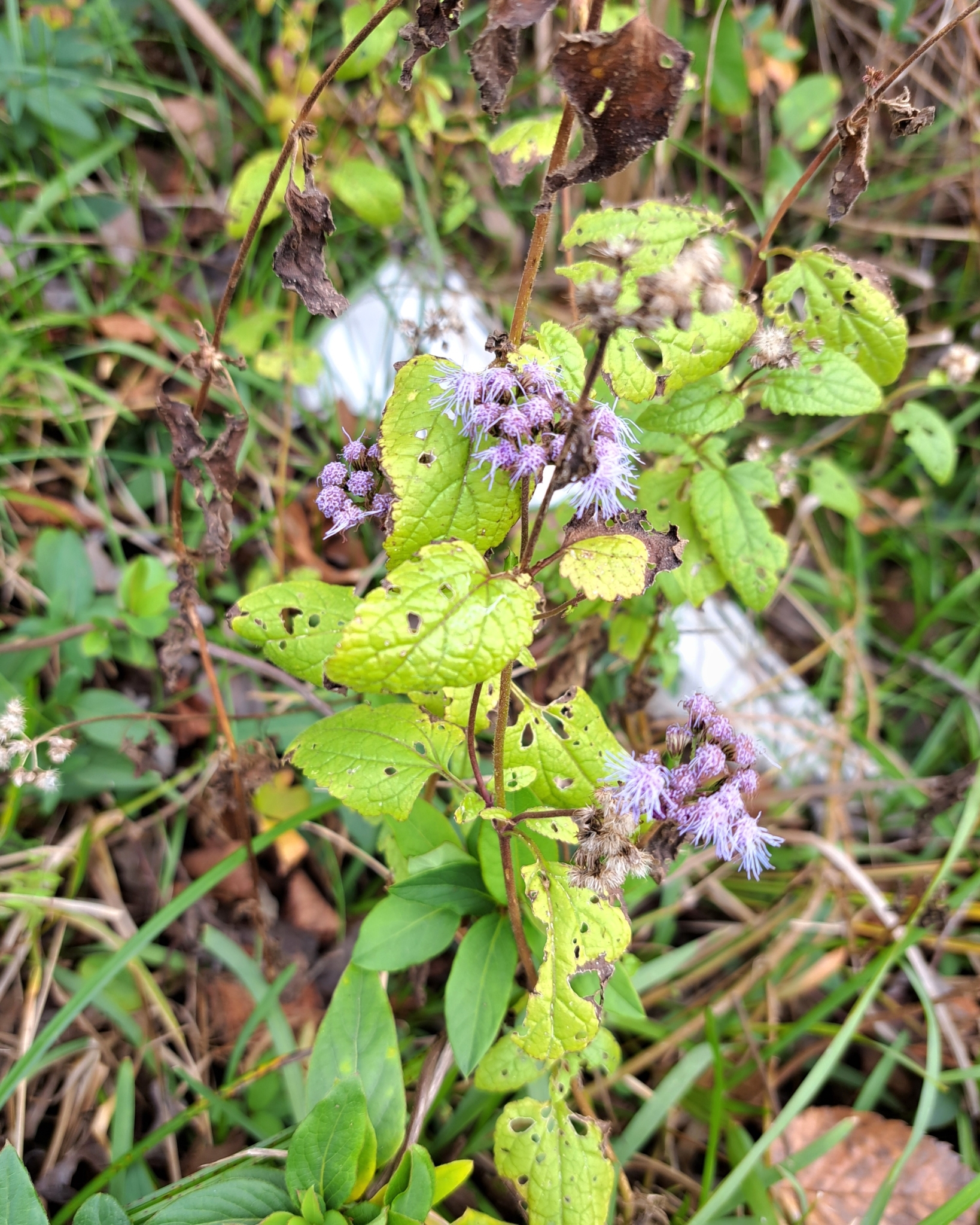 Imagem de Mistflower