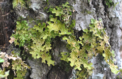Lobaria pulmonaria