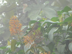 Chlorospingus semifuscus