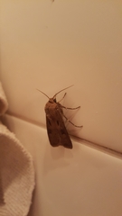 Agrotis exclamationis