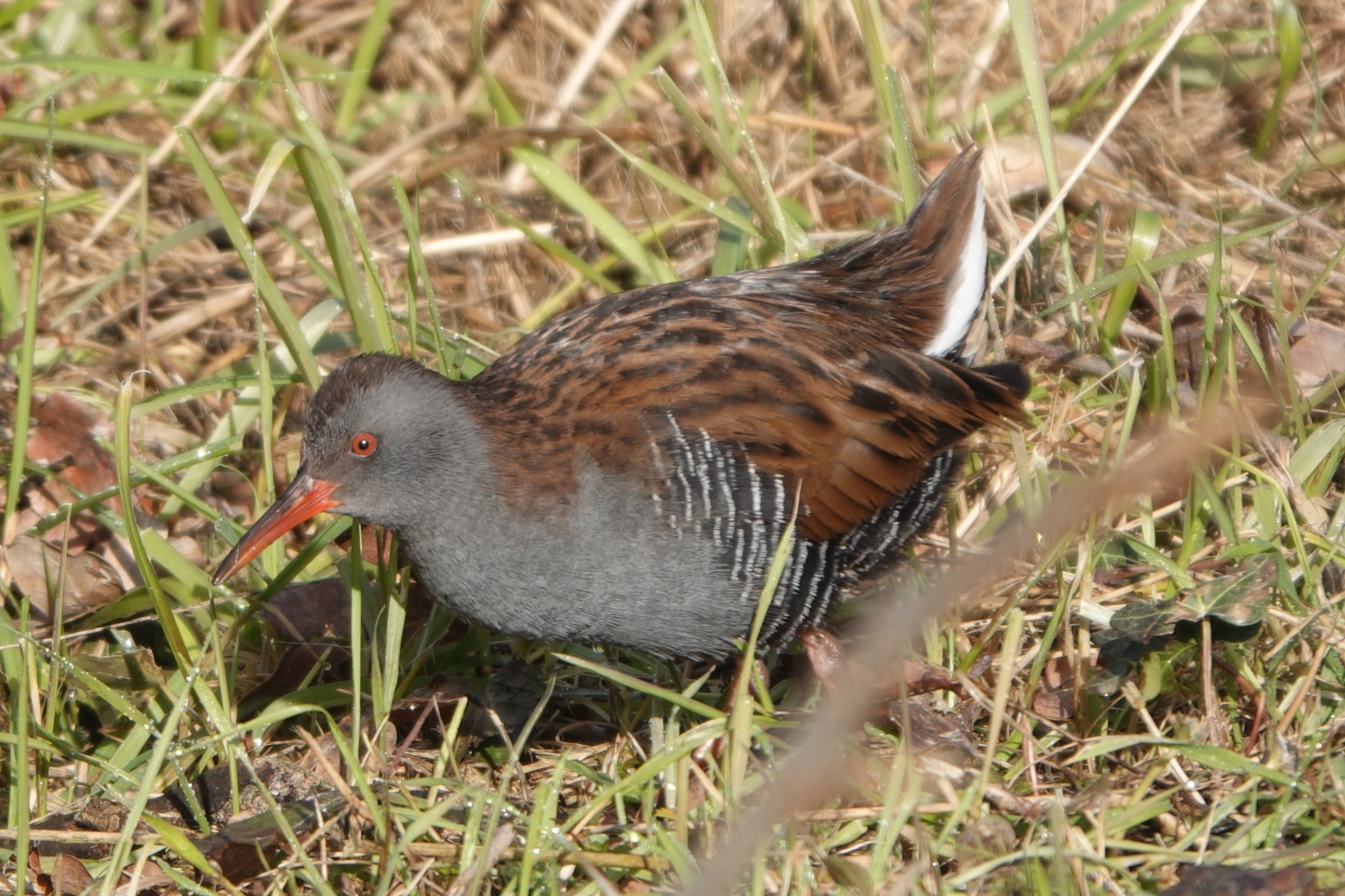 Water Rail (Rallus aquaticus)
