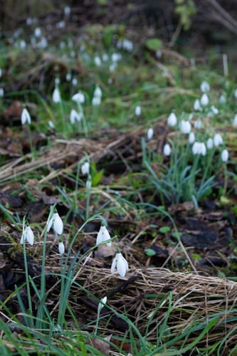 Image of Galanthus reginae by (c) Nikita, some rights reserved (CC BY)
