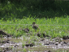 Gallinago paraguaiae