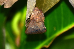 Odontodes