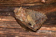 Odontodes