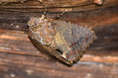 Odontodes