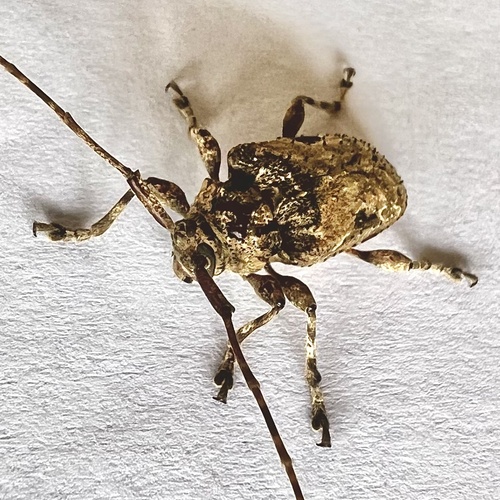 Lagocheirus obsoletus observed 2025-01-04