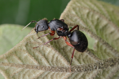 Camponotus rufipes photo 5