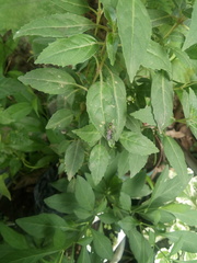 Merosargus