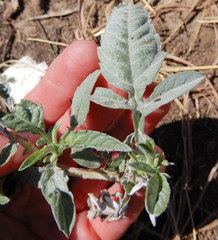 Ambrosia grayi