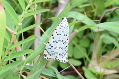 Utetheisa pulchelloides vaga