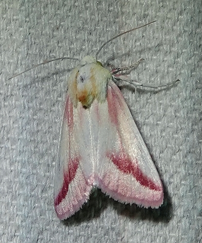 Clouded Crimson Moth photo 3