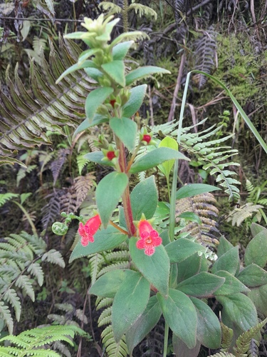 Foto de Canela-de-ema