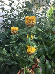 Centaurea macrocephala