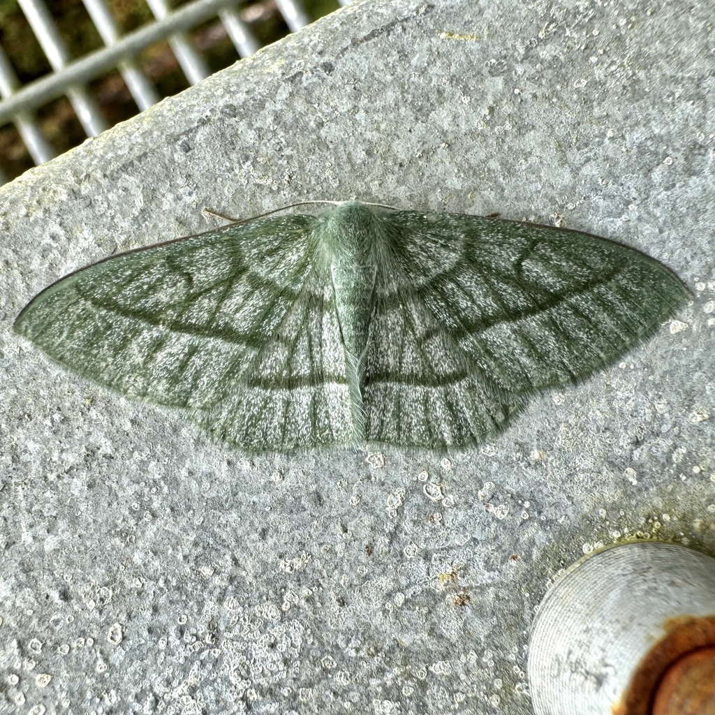 Prasinocyma venata