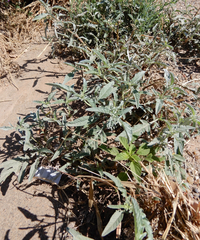Ambrosia grayi