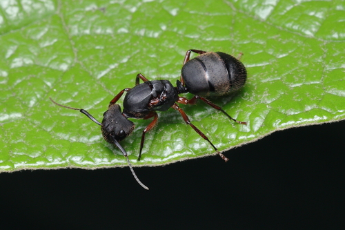 Camponotus rufipes photo 4