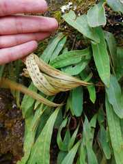 Pleopeltis polylepis