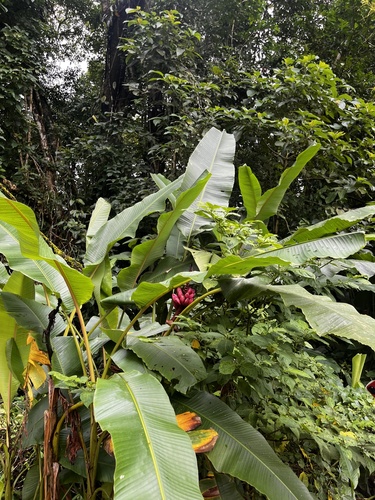Foto de Bananeira de jardim