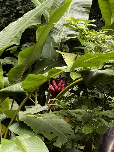 Foto de Bananeira de jardim