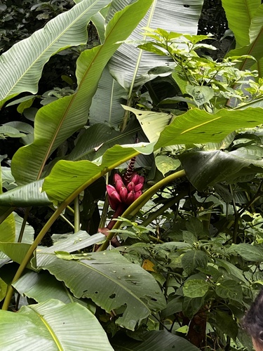 Foto de Bananeira de jardim