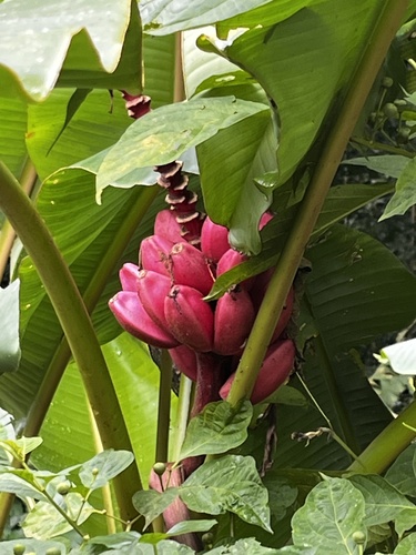 Foto de Bananeira de jardim