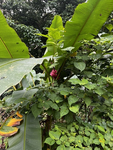 Foto de Bananeira de jardim