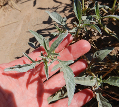 Ambrosia grayi