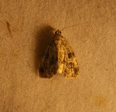 Protodeltote muscosula