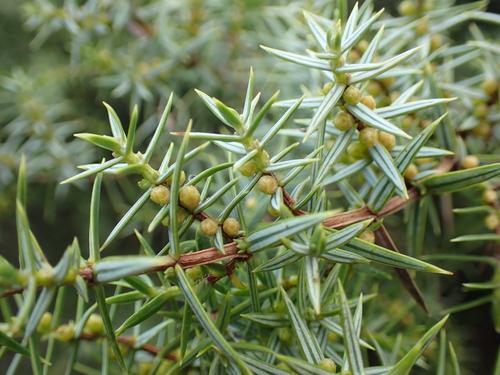 Image of Juniperus macrocarpa by (c) Matteo Marcandella, some rights reserved (CC BY)