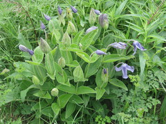 Clematis integrifolia