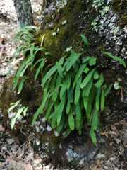 Pleopeltis polylepis