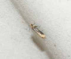 Eucosma ochroterminana