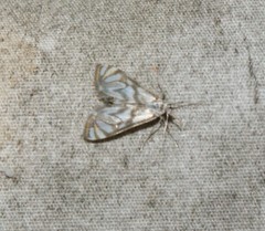 Neocataclysta magnificalis