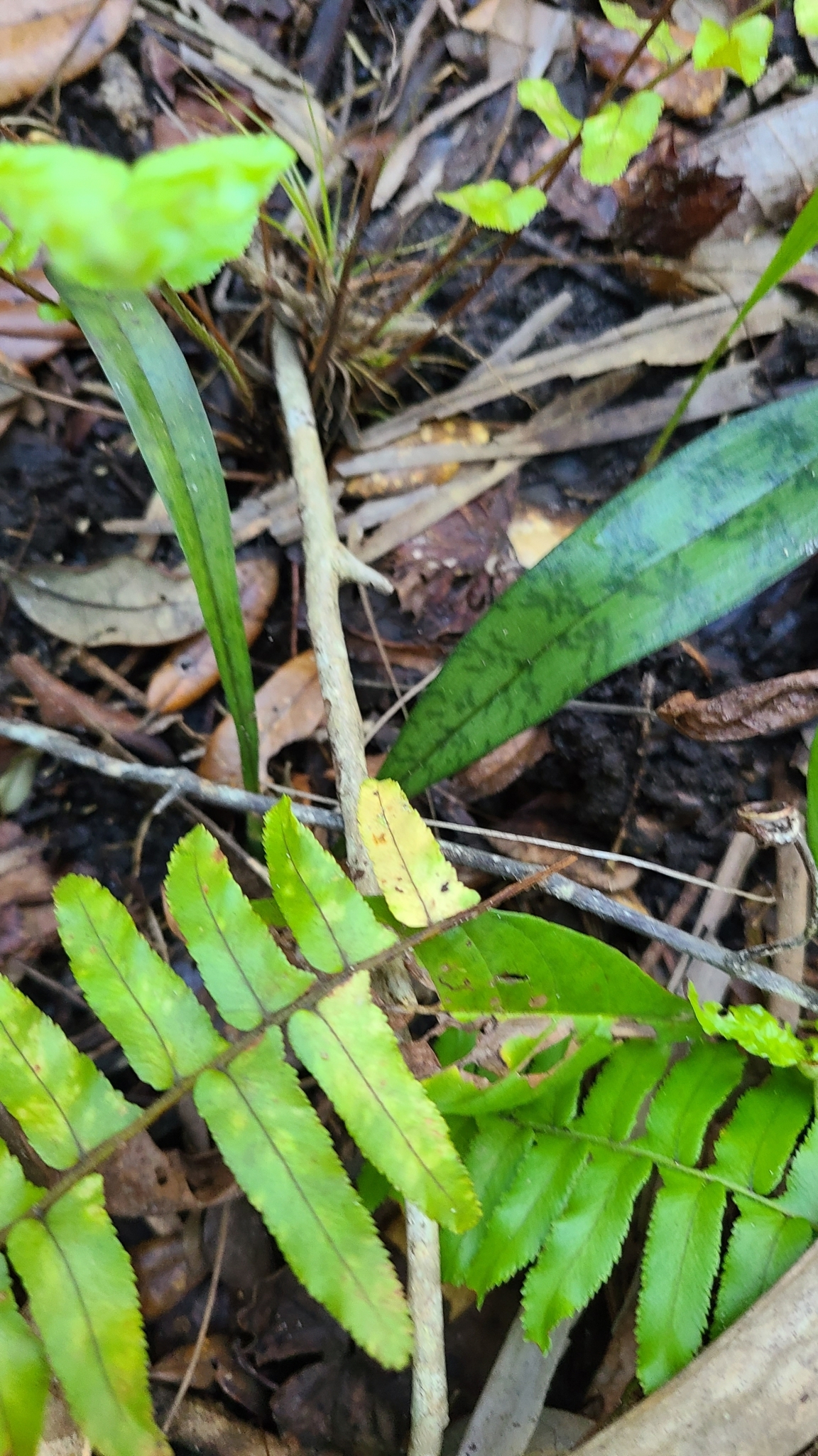 Imagem de Orquídea-tigre