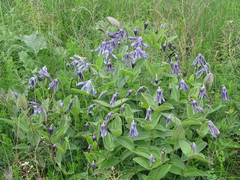 Clematis integrifolia