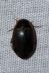 Thermonectus basillaris