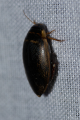 Thermonectus basillaris