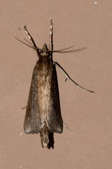 Carectocultus perstrialis