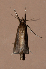 Carectocultus perstrialis