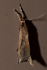 Carectocultus perstrialis