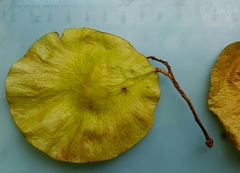 Pterocarpus hayesii